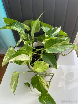 Pokojové rostliny - 3