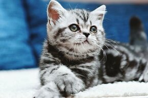 Britské “whiskas” koťátko - kočička - 3