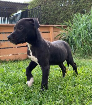 Americky pitbull s pp - 3