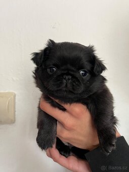 Mops bez PP - 3