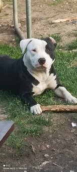 Amstaff štěňata - 3
