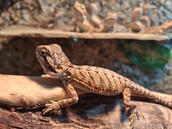 Agama vousatá - mláďata - 3