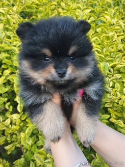 Pomeranian štěňátka - 3