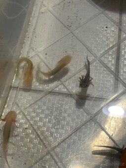 Axolotl - 3