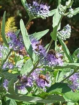 Ořechokřídlec , hortenzie a další keře - 3