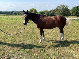 Pony KHV 134 cm (kat.A) 9 letý - 3