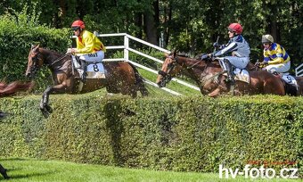 Prodám valacha A1/1 - 3