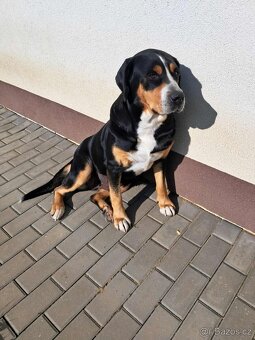 Velký švýcarský salašnický pes - rezervace štěňátek s PP - 3