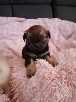 Yorksirsky/Jorksirsky terier X - 3