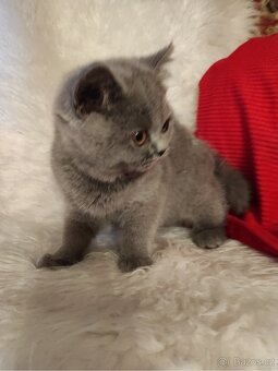 Britská modrá koťátka - 3