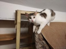 Kočka v srdci,z.s.nabízí k adopci:Plašší bílomour Martínek - 3