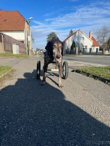 invalidní vozík pro psa - 3