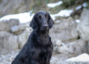 Flat coated retriever s PP - CHS Cedletes - 3