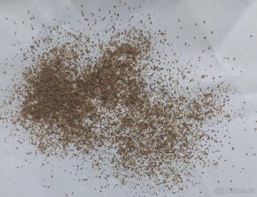 Rozrazil klasnatý - Veronika spicata 4000 semen 50 Kč - 3