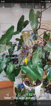 Philodendron - 3
