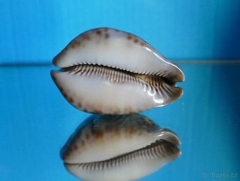 Tronna stercoraria minima - 3
