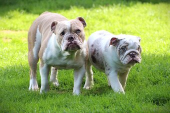 Staroanglický buldok/Old English bulldog - 3
