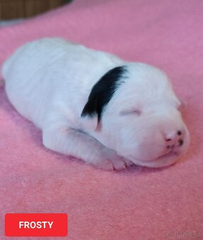 Americký stafordšírský teriér - 3