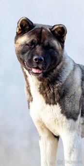 Americká akita- plánovaný vrh ,,D” - 3