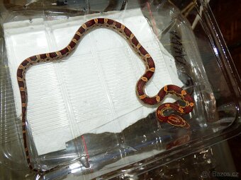 Užovka červená (Pantheropis gutatus) - 3