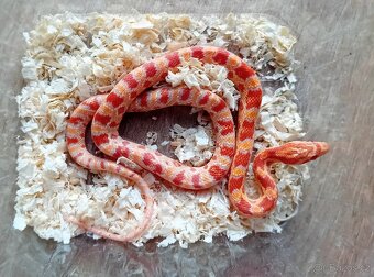 Užovka červená het Scaleless - 3