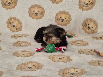 Jorkšírský teriér bez PP.(fenečka). - 3