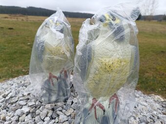 Plašič ptáků- atrapa sokola - 3