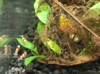 Krevetky Caridina Red Bee, Crystal Red - 3