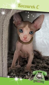 Kanadský sphynx koťátka k rezervaci - testována FeLV / FIV - 3