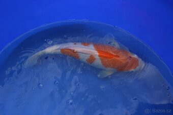 KOI zdravé krásné ryby - 3