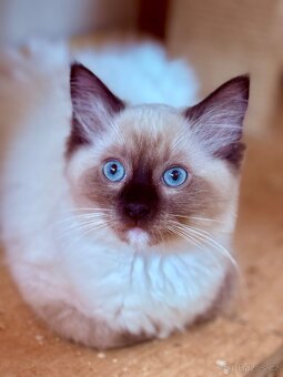 Koťátka Ragdoll s PP - 3