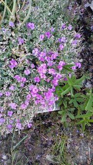 Přebytky ze zahrádky, - 3