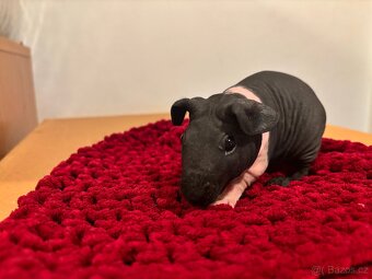 Skinny samičky s PP - 3