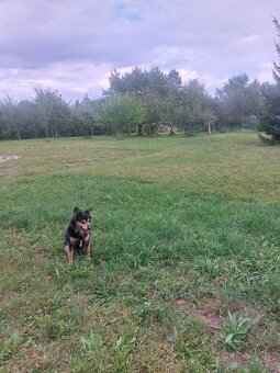 Prodej stavebního pozemku Blatná, možno 2 parcely - 3