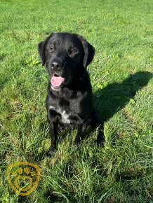 Monte ❤ hlídací retrívr ❤ - 3