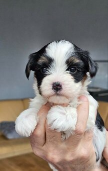 Biewer jorkšírský teriér, Yorkshire holčička s PP - 3