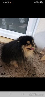 Daruji pejska kluk - 3