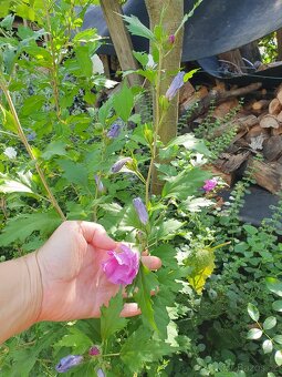 Ibišek syrský růžovofialový - 3