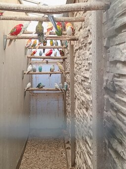 Okrasné ptactvo - 3