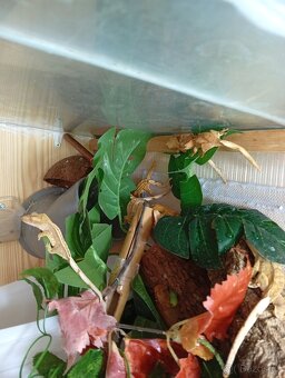 Pagekon řasnatý - 3