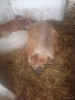 Kune kune prase - 3