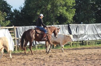 QH kobyla - 3