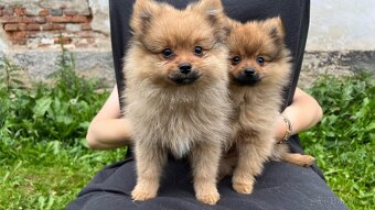 Štěňata Pomeranian/Špic - 3