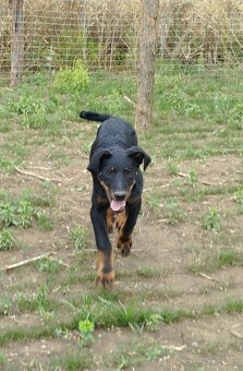 Beauceron s PP - 3