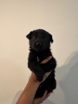 Německý ovčák Štěnata - 3