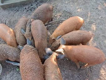 Selata mangalice - 3