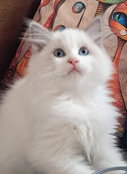 Koťátka  ragdoll s PP (FIFE) - 3