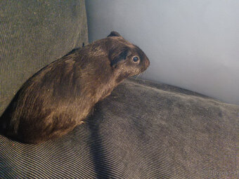 Malá morčata z domácího chovu (i jednotlivě) - 3