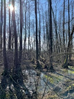 Prodám pozemky v k.ú. Starý Ples - 3