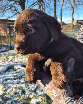 Labradorský retrívr bez PP - 3